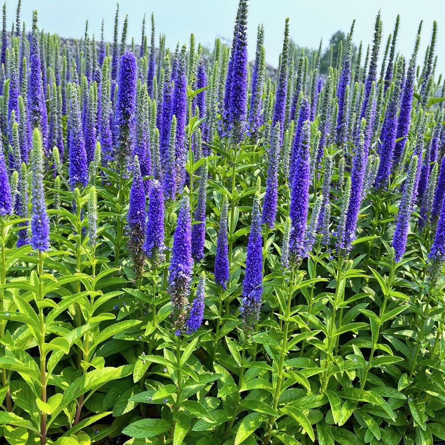 Veronica Spicata 'Royal Candles' - PREMIUM Hardy Perennial in 3 litre pot