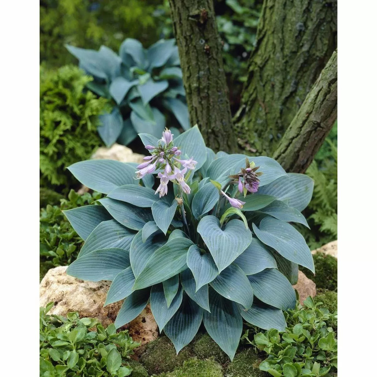Hosta Halcyon - garden perennial plant in 1.5 Litre pot