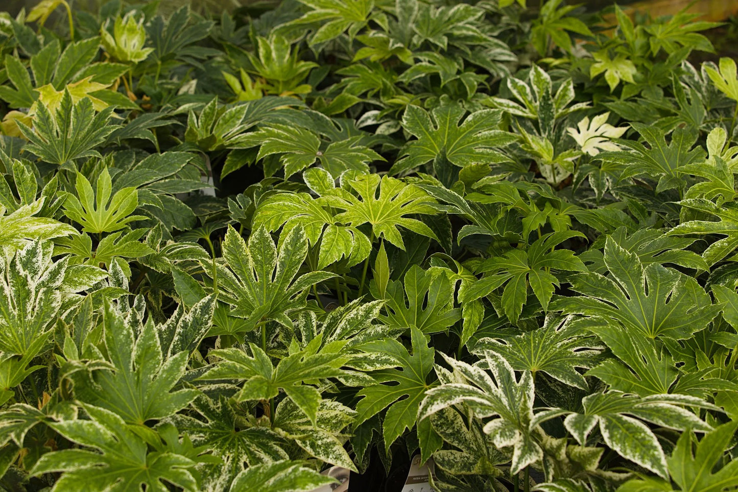 Fatsia Japonica 'Spiders Web'  - PREMIUM Evergeen shrub in 5 litre pot