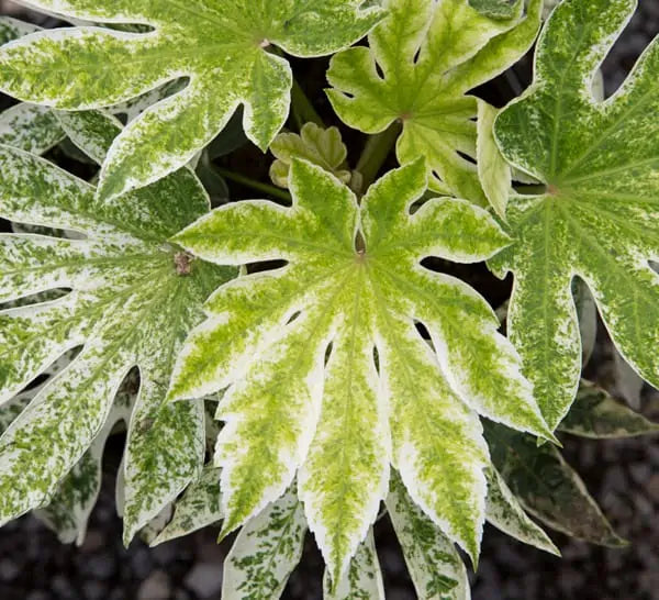 Fatsia Japonica 'Spiders Web'  - PREMIUM Evergeen shrub in 5 litre pot