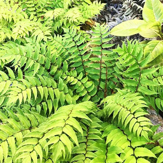 2 x Fortune's Fern Cyrtomium Fortunei Hardy Outdoor Ferns Jungle Plant in 9cm pot