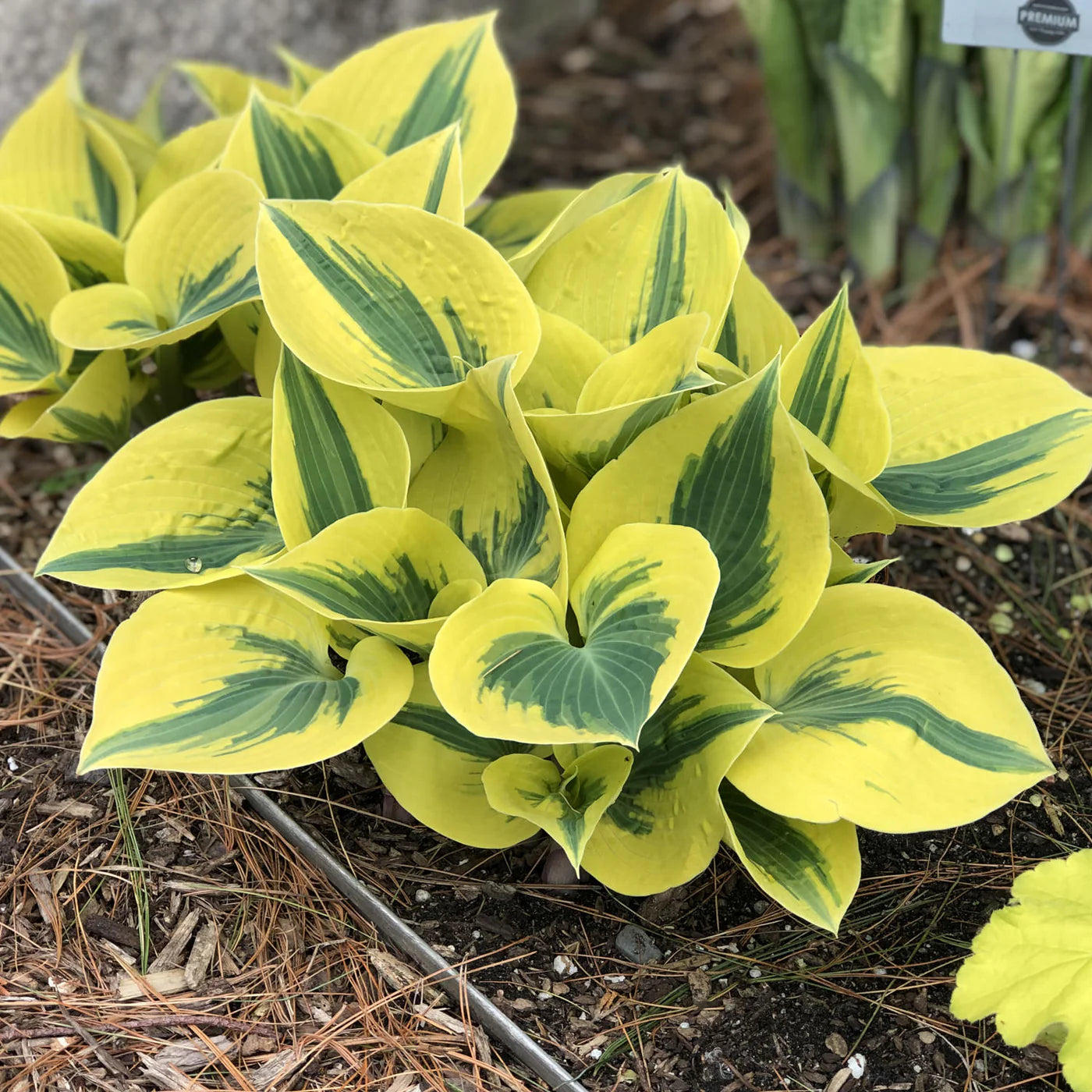Hosta Shadowland Autumn Frost - garden perennial plant in 1.5 Litre pot