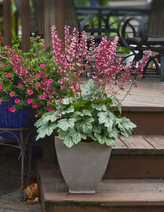 Heuchera Berry Timeless - garden perennial plant in 1.5 Litre pot