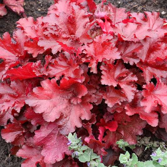 Heuchera Forever Red - garden perennial plant in 1.5 Litre pot