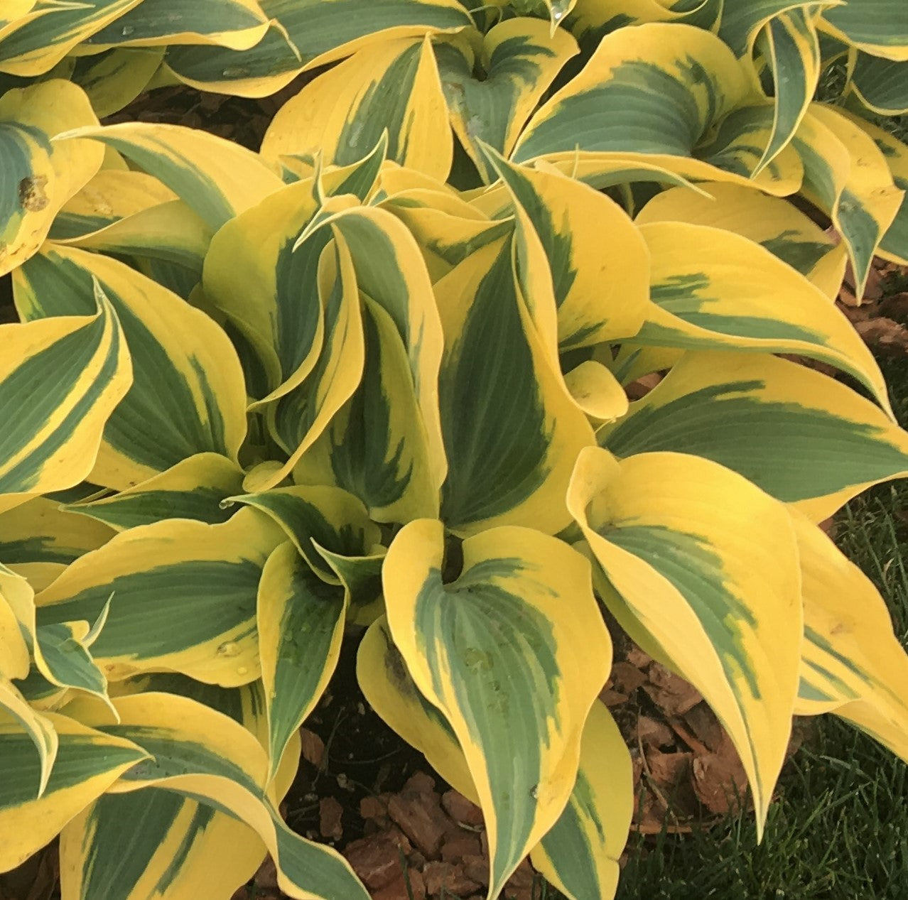 Hosta Shadowland Autumn Frost - garden perennial plant in 1.5 Litre pot