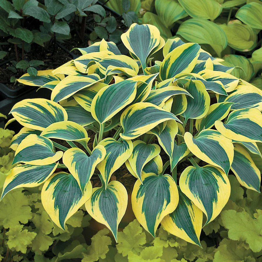 Hosta Shadowland Autumn Frost - garden perennial plant in 1.5 Litre pot