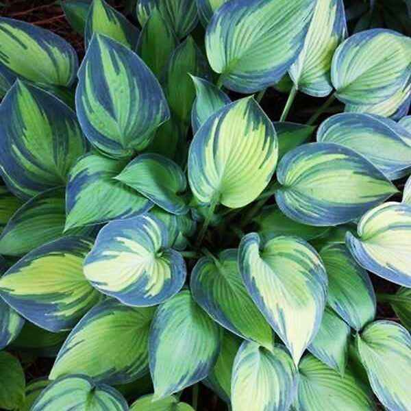 Hosta June - garden perennial plant in 1.5 Litre pot