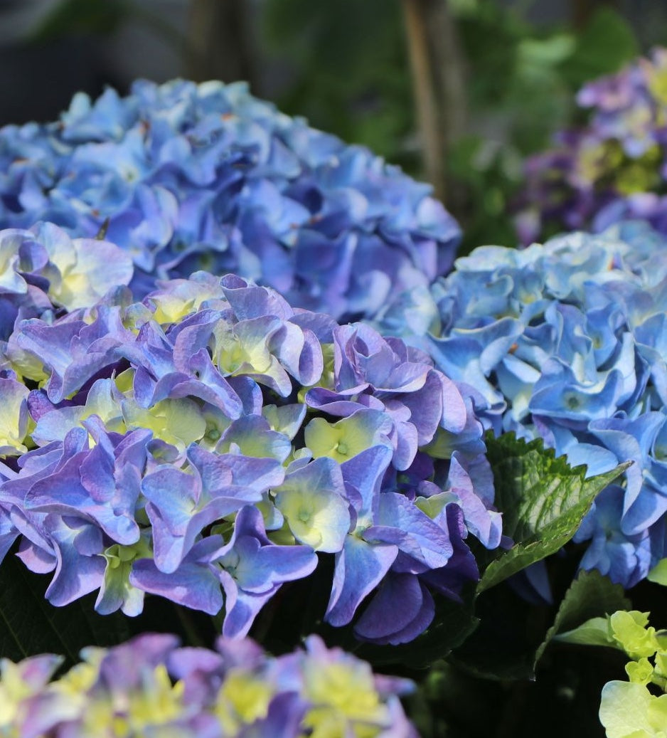 Hydrangea macrophylla 'Blue Ball' - PREMIUM Garden Shrub in 5 litre pot
