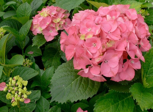 Hydrangea macrophylla 'Pink Ball' - PREMIUM Garden Shrub in 5 litre pot