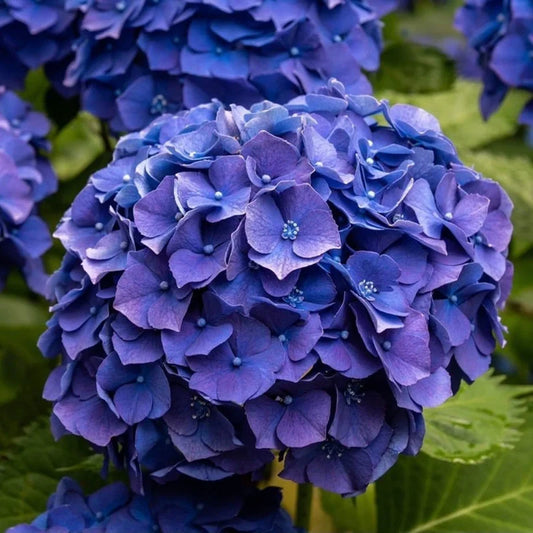 Hydrangea macrophylla 'Blue Ball' - PREMIUM Garden Shrub in 5 litre pot