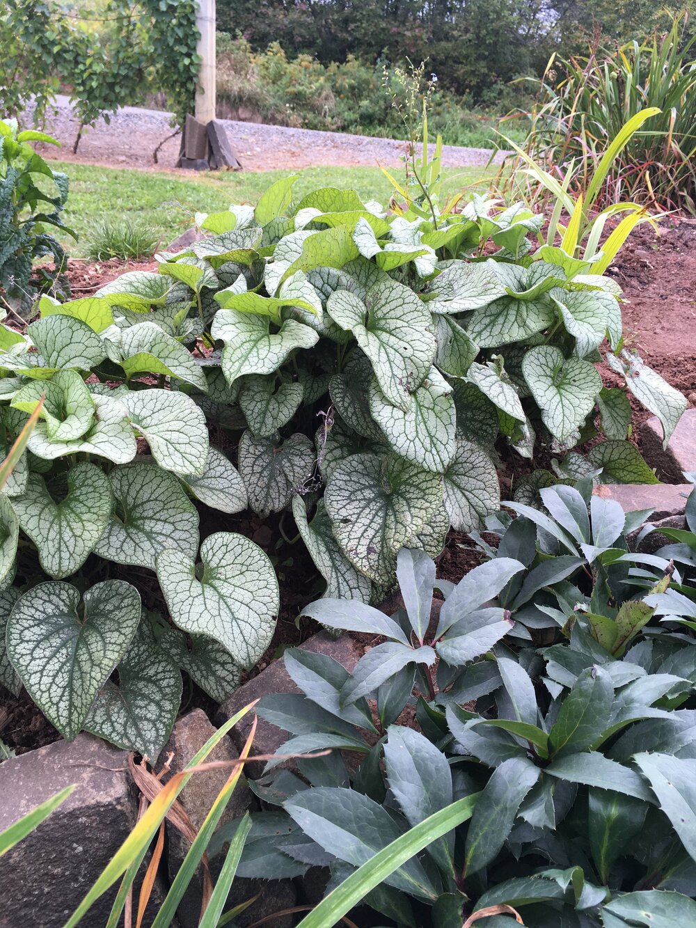 Brunnera macrophylla 'Jack Frost' -PREMIUM Siberian Bugloss plant in 3 Litre pot