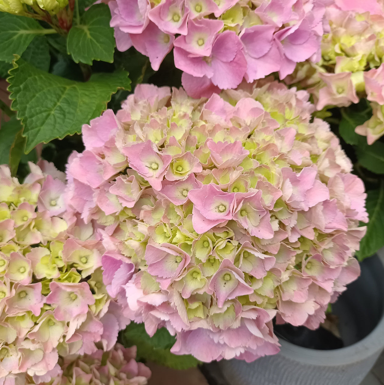 Hydrangea macrophylla 'Pink Ball' - PREMIUM Garden Shrub in 5 litre pot