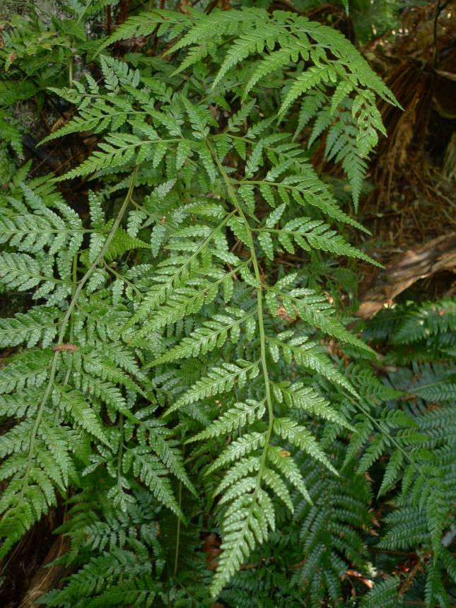 2 x Rumohra adiantiformis - Leatherleaf fern Iron fern PREMIUM Fern in 1ltr pots