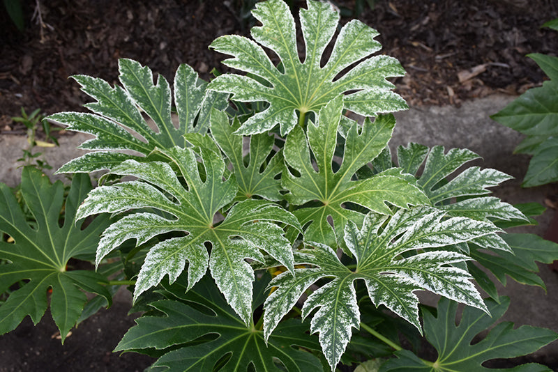 Fatsia Japonica 'Spiders Web'  - PREMIUM Evergeen shrub in 5 litre pot