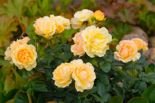 Rose "Queen Bee" - PREMIUM Yellow-Amber Fragrant Bush Rose in 5 Litre Pot