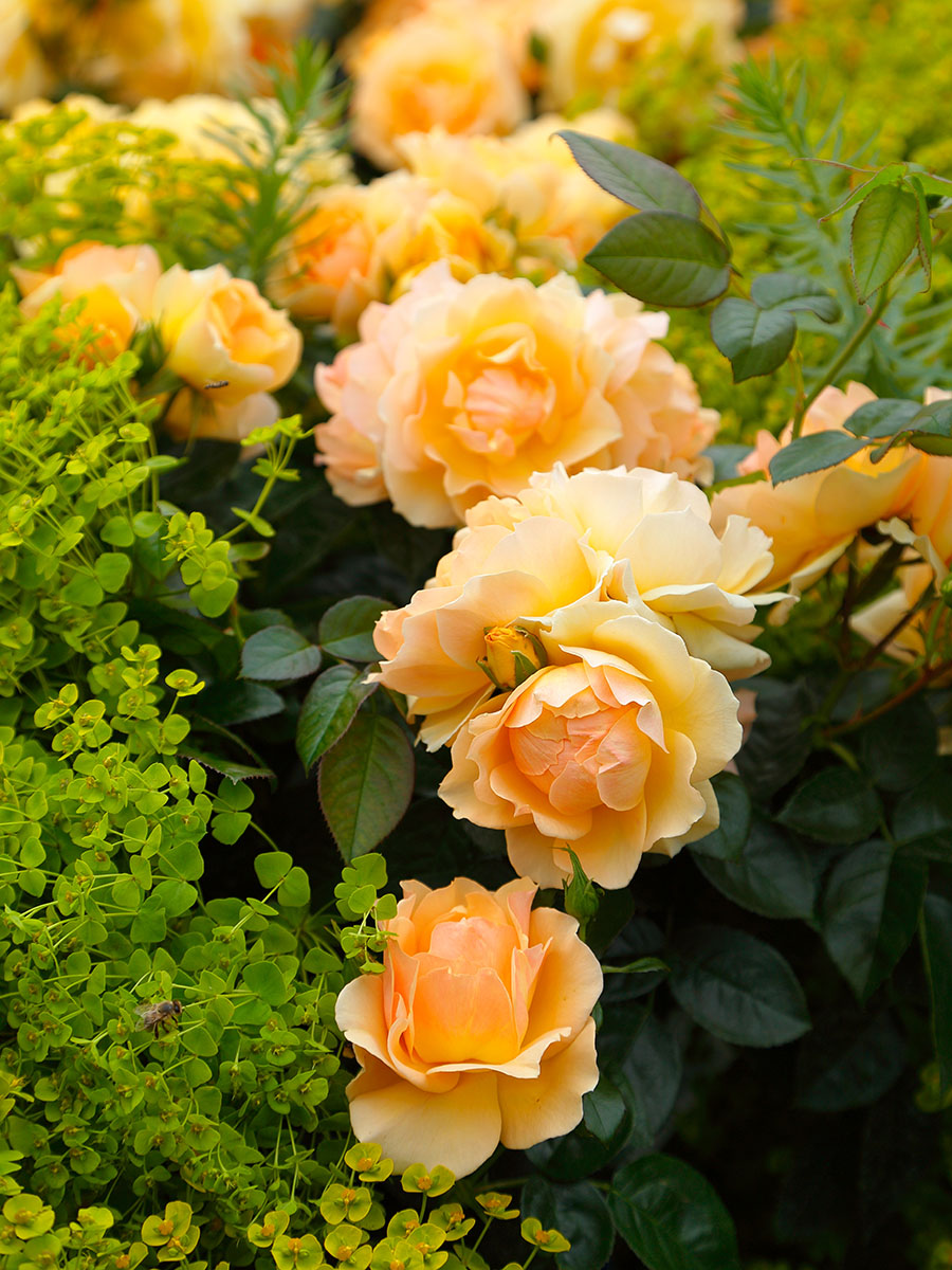 Rose "Queen Bee" - PREMIUM Yellow-Amber Fragrant Bush Rose in 5 Litre Pot