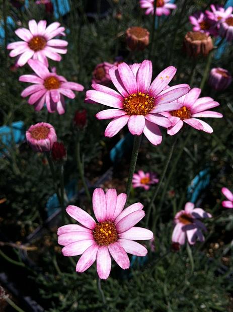 Rhodanthemum 'Marrakech' - Hardy Garden Shrub in 2 litre pot
