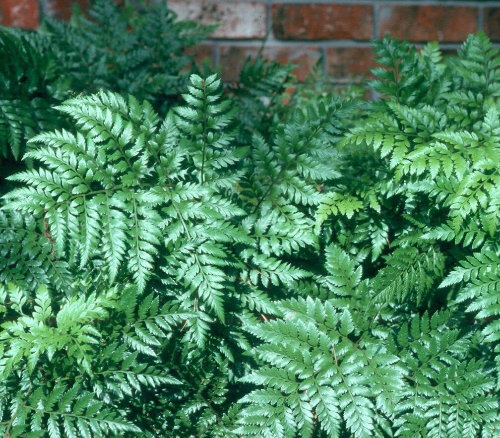 2 x Rumohra adiantiformis - Leatherleaf fern Iron fern PREMIUM Fern in 1ltr pots