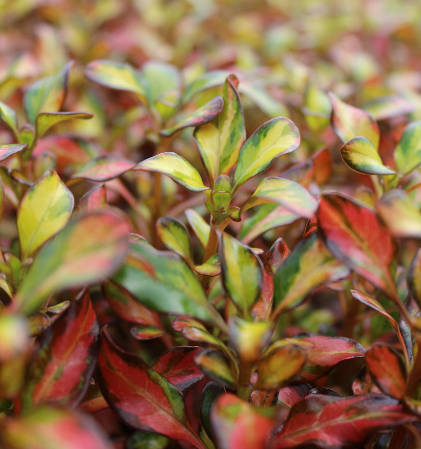 2 x Coprosma 'Evening Glow' - Stunning Mirror Evergreen Shrub in 9cm pots
