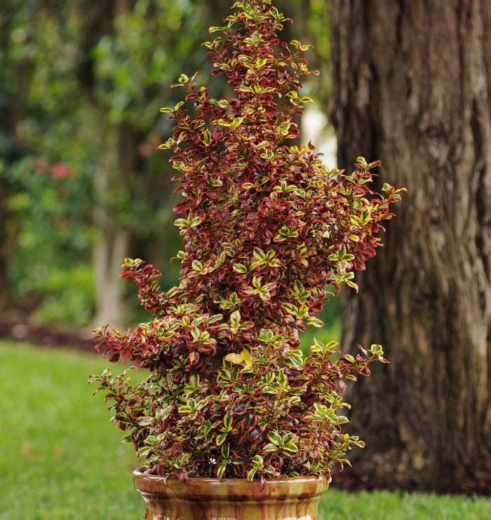 2 x Coprosma 'Evening Glow' - Stunning Mirror Evergreen Shrub in 9cm pots