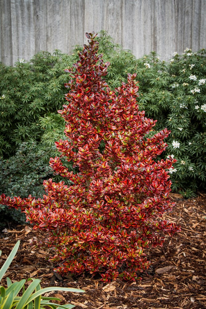 2 x Coprosma 'Inferno' - Stunning Mirror Evergreen shrub in 9cm pots