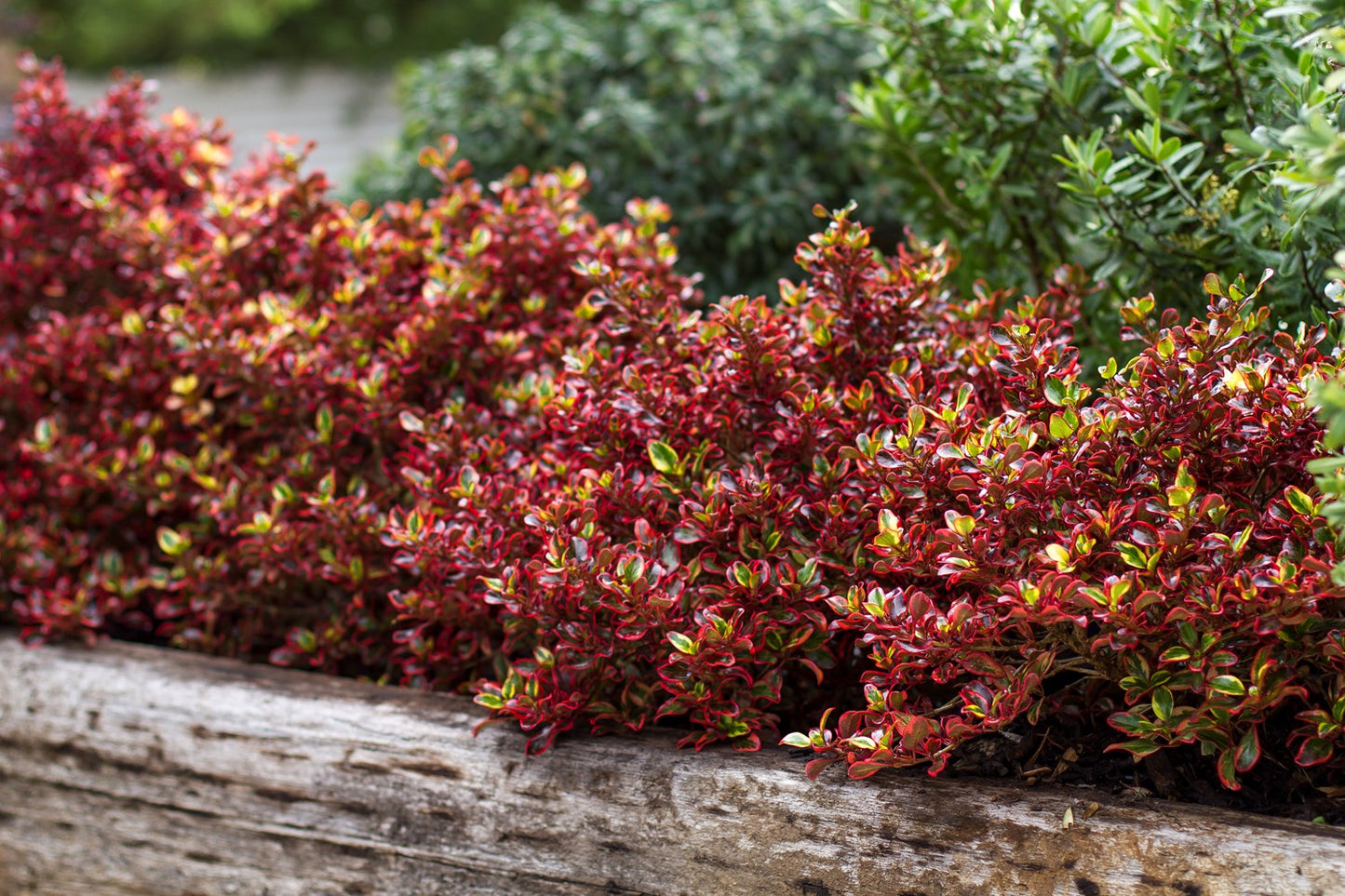 2 x Coprosma 'Inferno' - Stunning Mirror Evergreen shrub in 9cm pots
