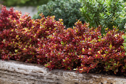 2 x Coprosma 'Inferno' - Stunning Mirror Evergreen shrub in 9cm pots