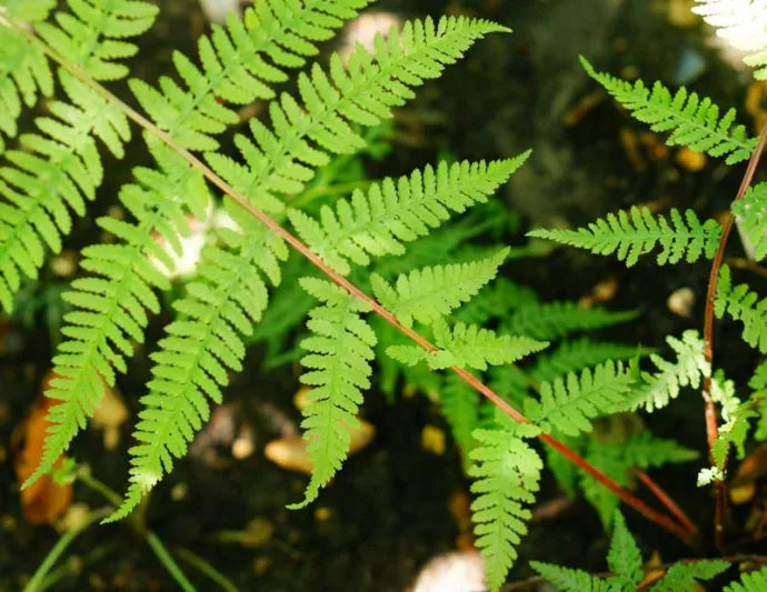 2 x Athyrium felix-femina 'Rotstiel Grandiceps' - PREMIUM Garden Fern in 1ltr pots