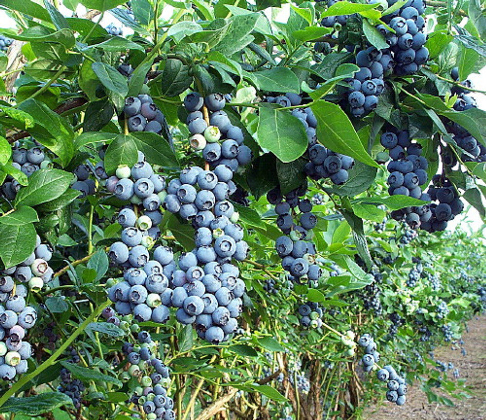 3 x Blueberry Plants 'Duke' - Vaccinium corymbosum in 9cm Pots