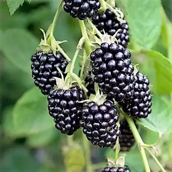 2 x Blackberry 'Loch Ness' - Rubus fruticosus SWEET blackberry in 9cm pots