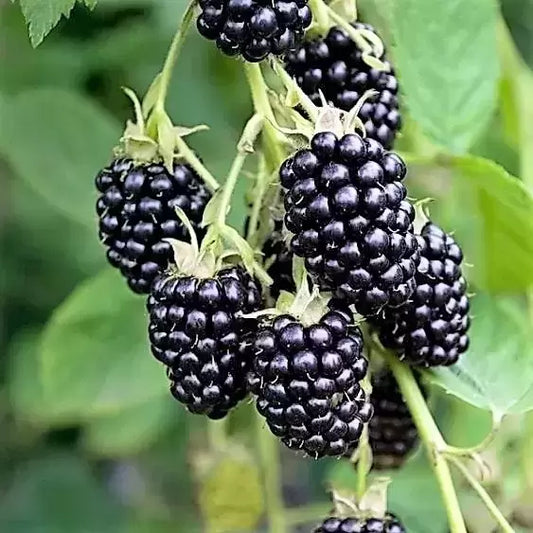 2 x Blackberry 'Loch Ness' - Rubus fruticosus SWEET blackberry in 9cm pots