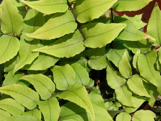 2 x Fortune's Fern Cyrtomium Fortunei Hardy Outdoor Ferns Jungle Plant in 9cm pot