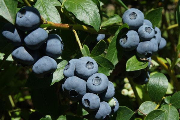 3 x Blueberry Plants 'Duke' - Vaccinium corymbosum in 9cm Pots