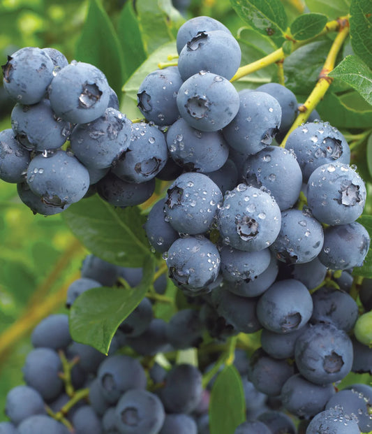 3 x Blueberry Plants 'Duke' - Vaccinium corymbosum in 9cm Pots