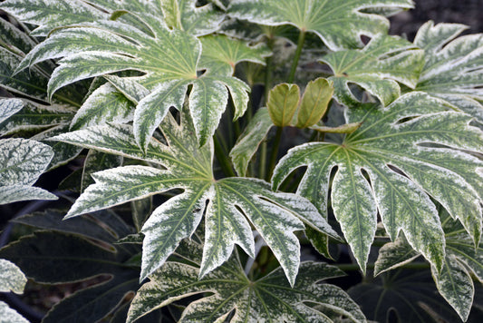 Fatsia Japonica 'Spiders Web'  - PREMIUM Evergeen shrub in 5 litre pot