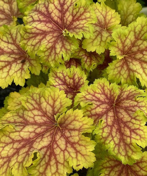 Heuchera Splashberry - garden perennial plant in 1.5 Litre pot