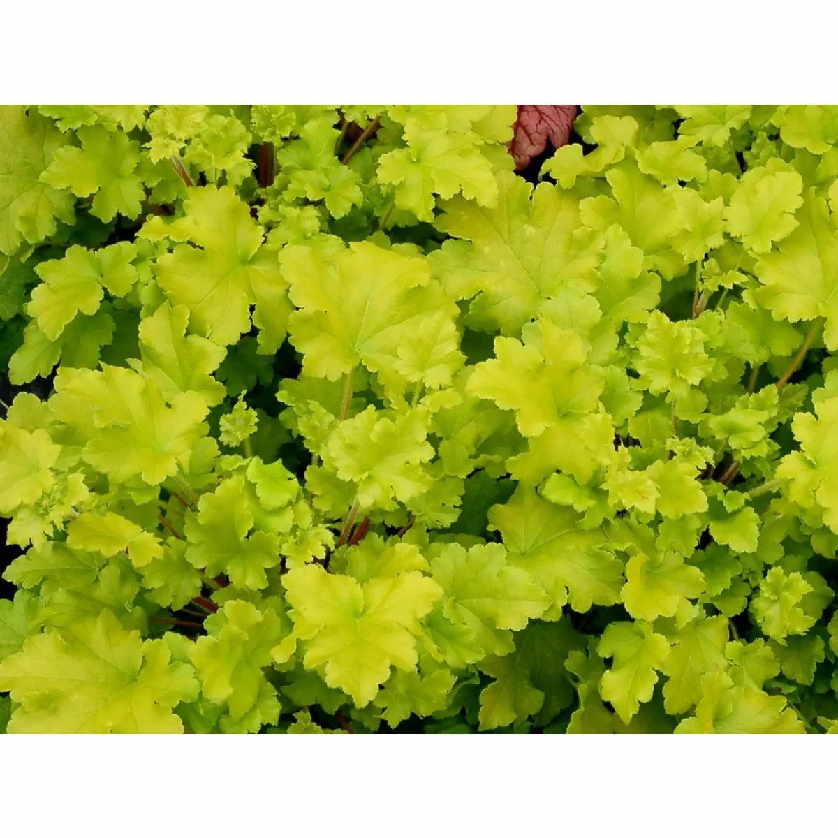 Heuchera Lime Marmalade - garden perennial plant in 1.5 Litre pot