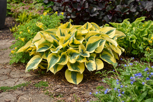 Hosta Shadowland Autumn Frost - garden perennial plant in 1.5 Litre pot