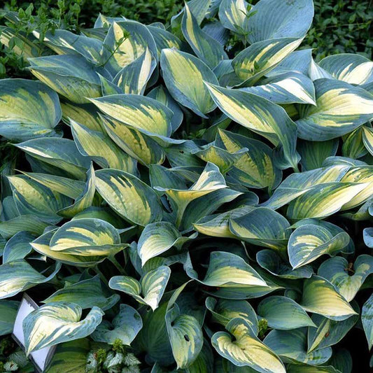 Hosta June - garden perennial plant in 1.5 Litre pot
