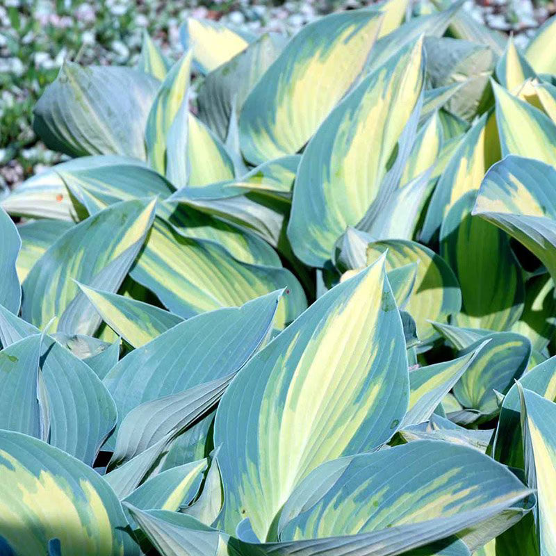 Hosta June - garden perennial plant in 1.5 Litre pot
