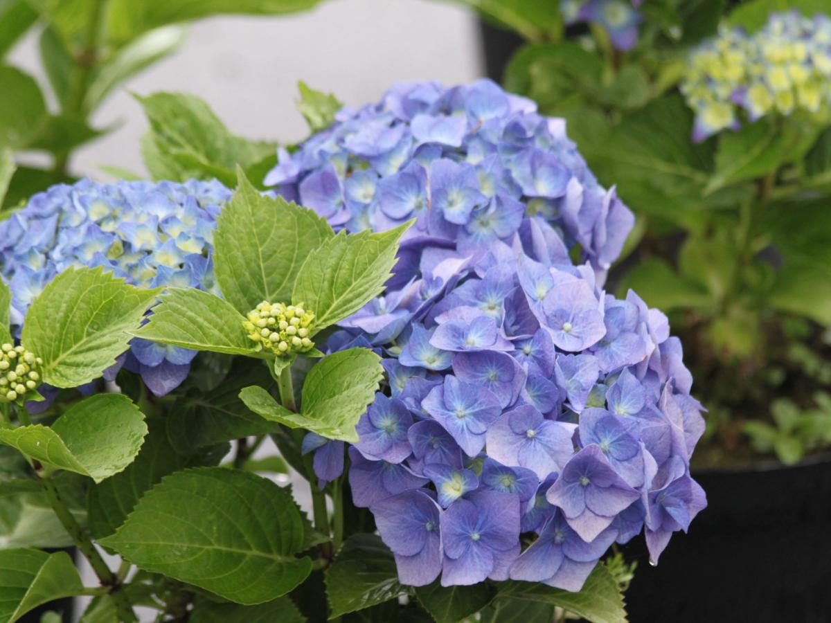Hydrangea macrophylla 'Blue Ball' - PREMIUM Garden Shrub in 5 litre pot