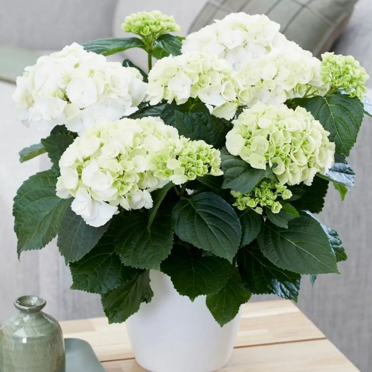 Hydrangea macrophylla 'Snow Ball' - PREMIUM Garden Shrub in 5 litre pot
