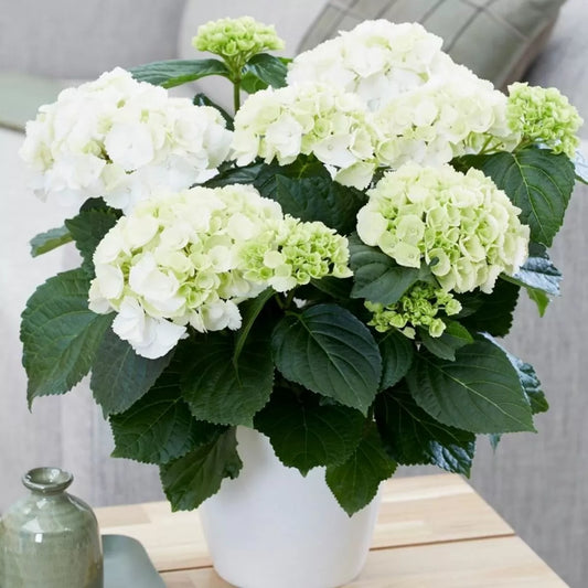 Hydrangea macrophylla 'Snow Ball' - PREMIUM Garden Shrub in 5 litre pot