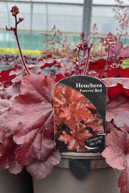 Heuchera Forever Red - garden perennial plant in 1.5 Litre pot