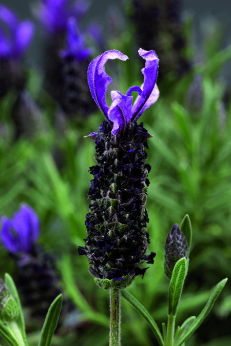 2 x Lavandula stoechas 'Javelin Compact Blue' - garden plant in 1 Litre pot