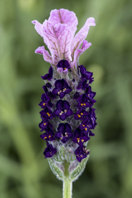 2 x Lavandula stoechas 'Castilliano Lilac' - garden plant in 1 Litre pot