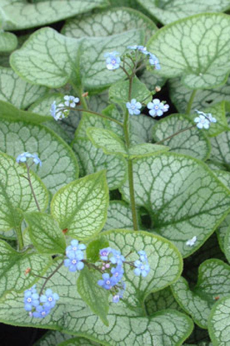 Brunnera macrophylla 'Jack Frost' -PREMIUM Siberian Bugloss plant in 3 Litre pot
