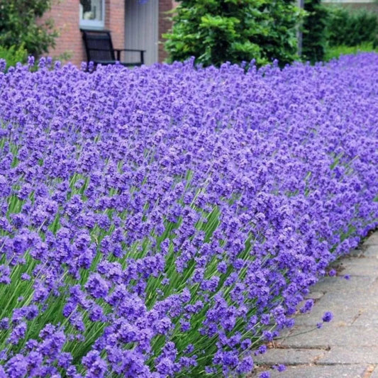 2 x English Lavender Angustifolia 'Munstead' - garden plant in 1 Litre pot