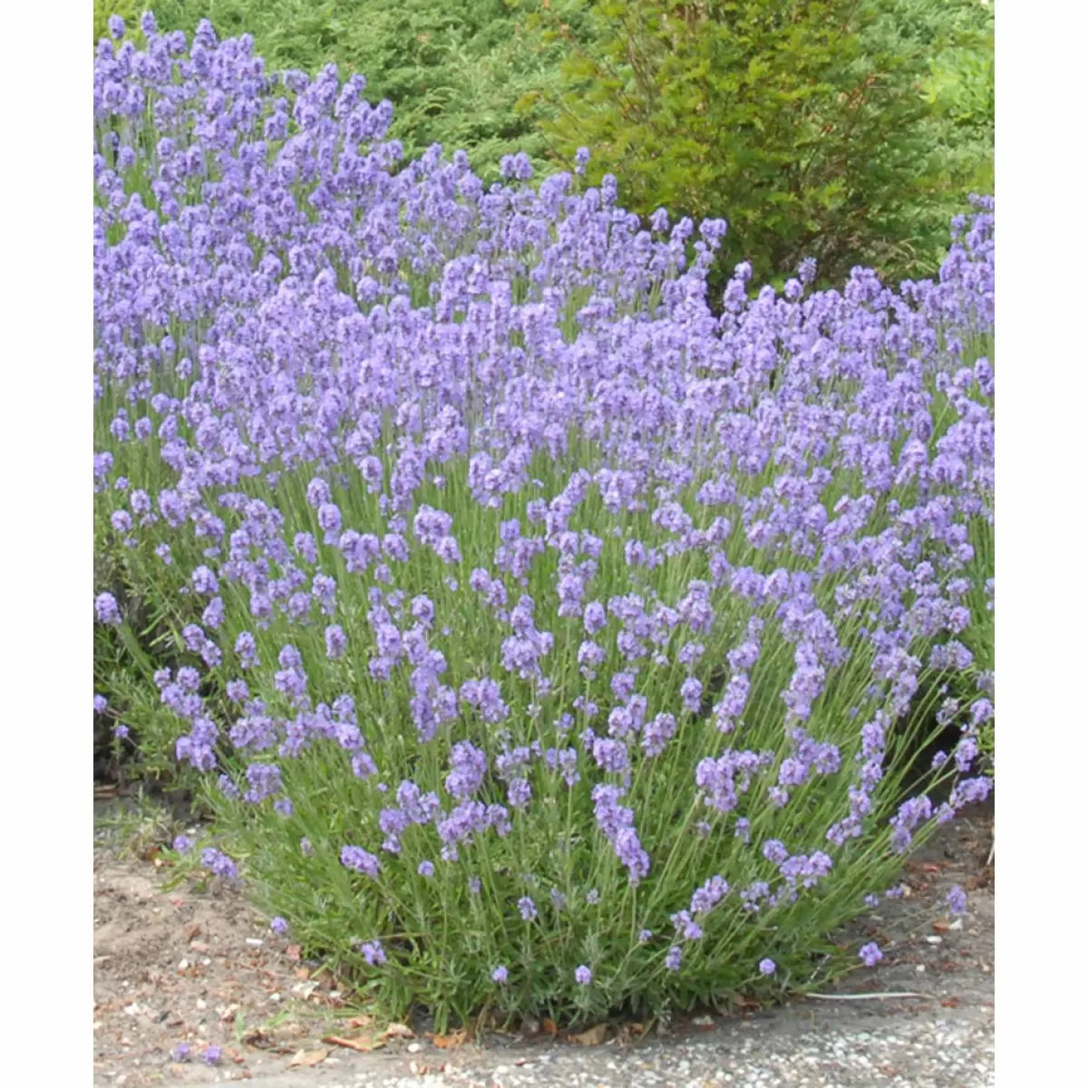 2 x English Lavender Angustifolia 'Munstead' - garden plant in 1 Litre pot