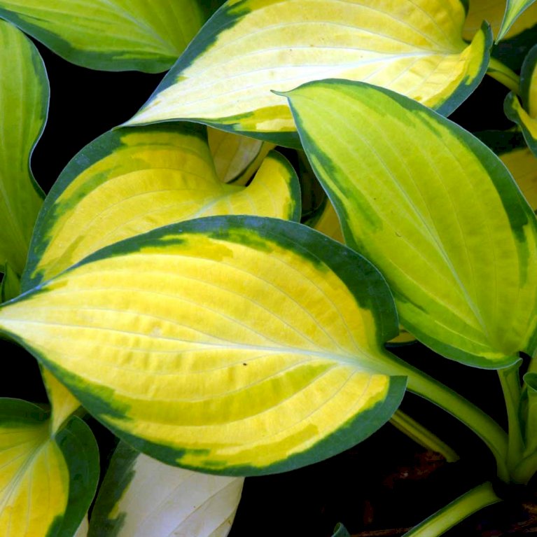 Hosta Happy Dayz - garden perennial plant in 1.5 Litre pot